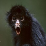 A somewhat surprised spider monkey.