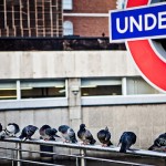 London Underground sign and pigeons