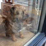 Dogs in Shops: Art Hounds on Cross Street, N1
