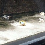 What Are These Spiky Things on Top of London Bus Stops?