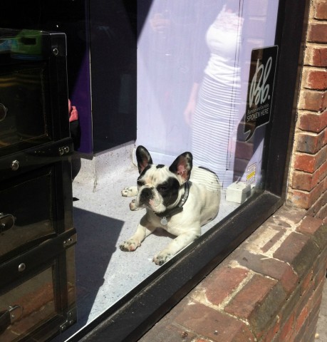 Bo the French Bulldog in Soho hairdressers