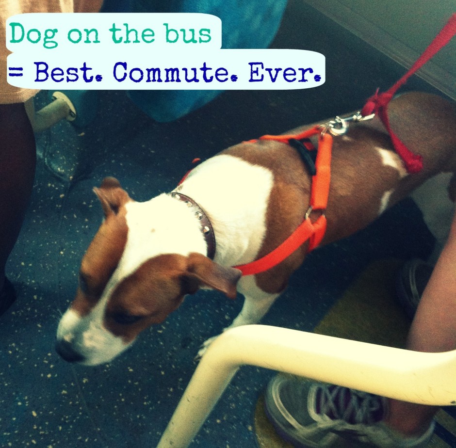 dog on the bus