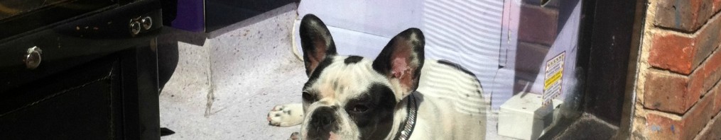 Dogs in London: Soho’s French Bulldog Gang