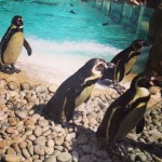 If You’ve Got a Day Off Work, You Should Go to London Zoo.